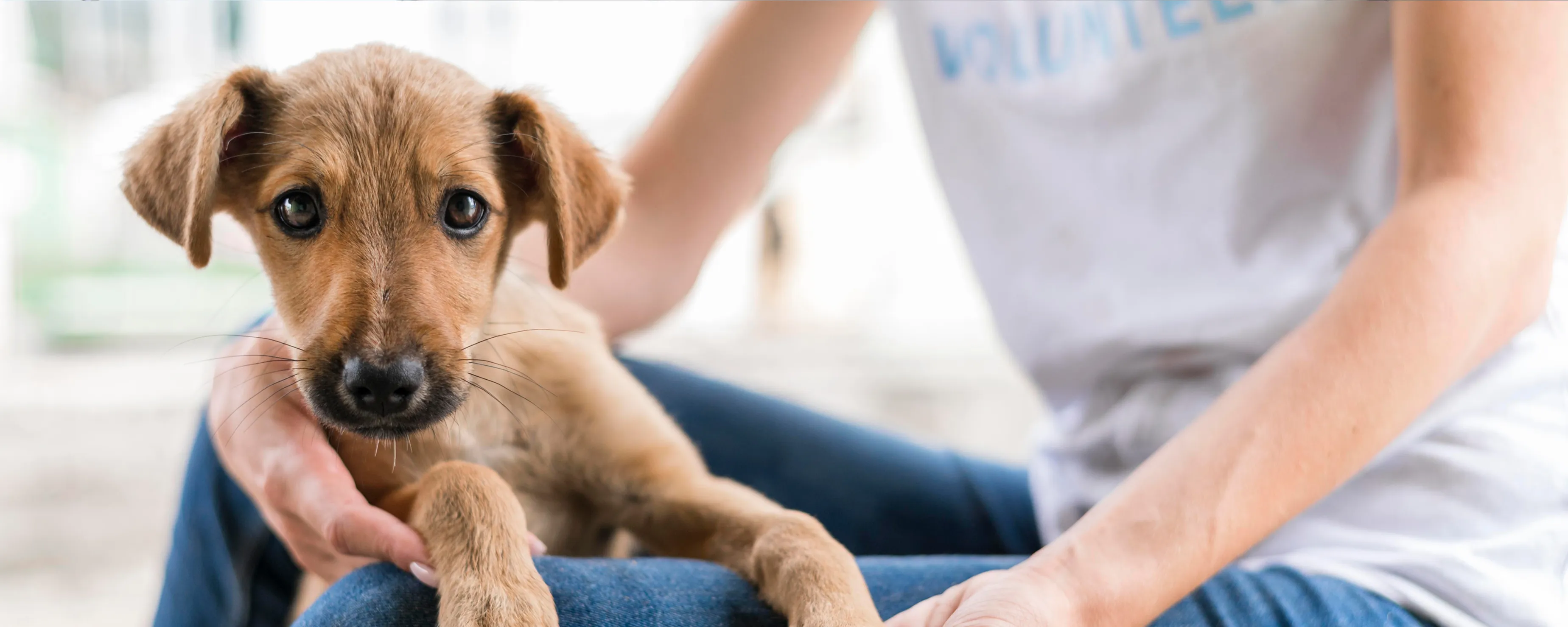 Pet Adoption Platform